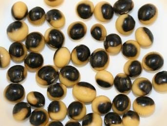 Unusual Soybean Coloration Sheds A Light On Gene Silencing